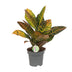 Croton Petra Zimmerpflanze: Farbenfrohes Laub, Ø17cm, H45cm Bild 1