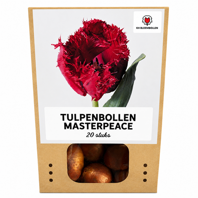Tulpenzwiebeln Masterpeace – 20 Stück | KH Bloembollen® | Rot Tulpe