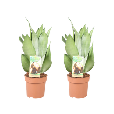 Sansevieria Moonshine Silberner Bogenhanf 2er Set Ø14cm Höhe 40cm