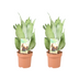 Sansevieria Moonshine Silberner Bogenhanf 2er Set Ø14cm Höhe 40cm Bild 1
