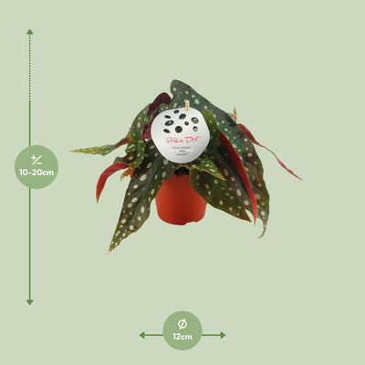 Begonia Maculata - Elegante Zimmerpflanze Ø12
