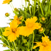 Coreopsis grandiflora Ø19cm - ↕50-60cm - Leuchtend gelbe Blüten Bild 3