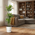 Dracaena Golden Coast Pflanze, 160 cm hoch, ø24 Topf Bild 3