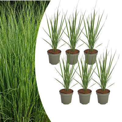 6x Panicum virgatum 'Northwind' – Strongly upright ornamental grass with a slender growth habit | Pot size 12 cm