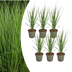 6x Panicum virgatum „Northwind“ – Kräftig aufragendes Ziergras mit schlanker Wuchsform | Topfgröße 12 cm Bild 1