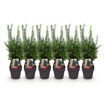 GreenboutiQ - Hedging Plants - Yew media Hilii - Green foliage - 6 plants - 1 linear meter - evergreen - 17cm pot, 60cm high