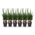 GreenboutiQ - Hedging Plants - Yew media Hilii - Green foliage - 6 plants - 1 linear meter - evergreen - 17cm pot, 60cm high Bild 2