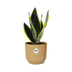 Sansevieria Futura Superba im gelben ELHO Vibes Fold Topf (14cm) Bild 1