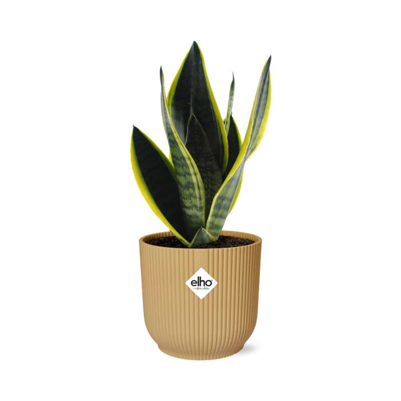 Sansevieria Futura Superba im gelben ELHO Vibes Fold Topf (14cm)