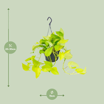 Epipremnum Golden Pothos (Scindapsus) - Hänge-/Kletterpflanze, Ø15, ↕25cm