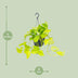 Epipremnum Golden Pothos (Scindapsus) - Hanging/Climbing Plant, Ø15, ↕25cm Bild 2