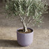 Elho Jazz Rund Topf D23cm Lavendel Flieder Matt Kunststoff Bild 6