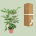 Schefflera Actinophylla 'Amate' – Schirmbaum Ø24cm H100cm Bild 4
