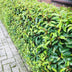GreenboutiQ - Heckenpflanzen - Prunus lusitanica Angustifolia - Blatt grün - 6 Pflanzen - 1 laufender Meter - immergrün - Topf 17cm Höhe 50cm Bild 5
