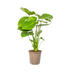 Monstera Deliciosa Tauerii Ø17cm - 50-70cm hoch Bild 3