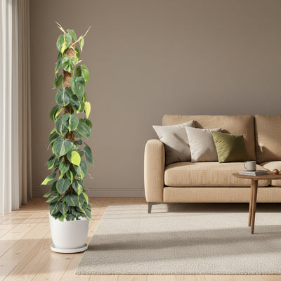 Philodendron Scandens Brasil Mosstok, 150 cm, Topfgröße Ø27 cm