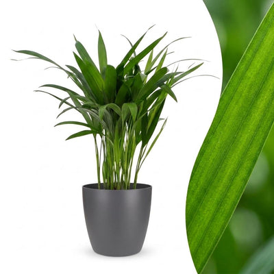 Green boutiQ - Areca Lutescens - Goldfruchtpalme - 1 Plant - met Potter Grijs - Pot 12cm - Hoogte - 45cm