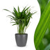 Green boutiQ - Areca Lutescens - Goldfruchtpalme - 1 Plant - met Potter Grijs - Pot 12cm - Hoogte - 45cm Bild 1