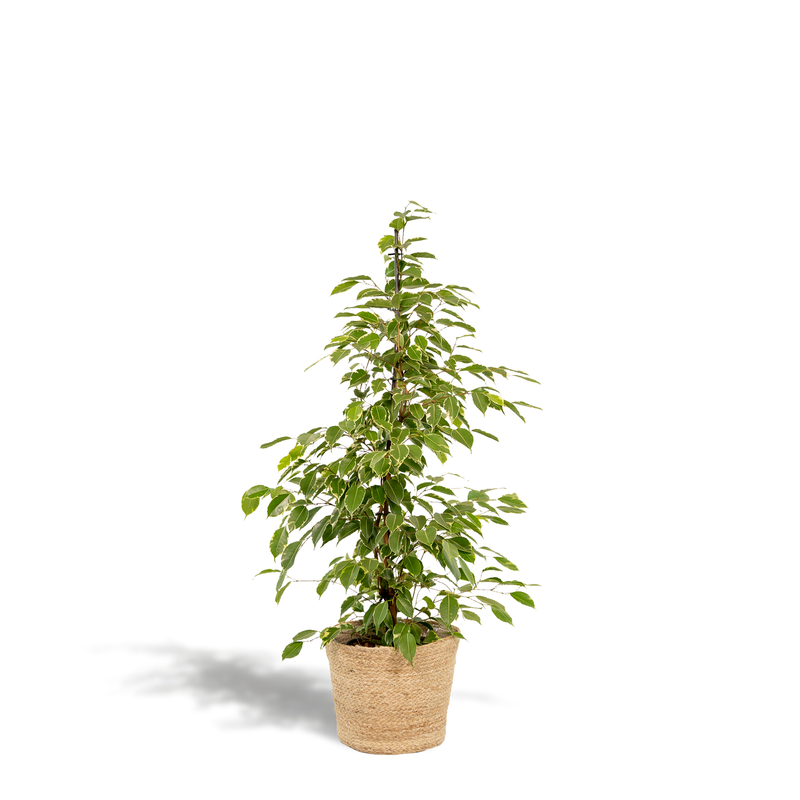 Ficus benjamina Golden King Houseplant with Selin Basket, 95 cm