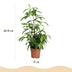 Green boutiQ - Zimmerpflanzen - Dracaena surculosa - Drachenbaum - Wenig Pflege - Grün - 2 Pflanzen - Topf 17cm - Höhe 60-70cm Bild 3
