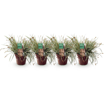 Carex oshimensis Everest: 4 Immergrüne Ziergräser, weiß-grün, Topf 17cm