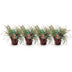 Carex oshimensis Everest: 4 Immergrüne Ziergräser, weiß-grün, Topf 17cm Bild 2
