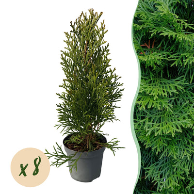 Thuja Smaragd Heckenpflanzen: 8 immergrüne Pflanzen für 1m Hecke