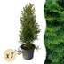 Thuja Smaragd Heckenpflanzen: 8 immergrüne Pflanzen für 1m Hecke Bild 1