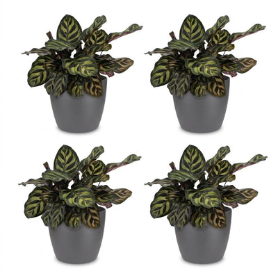 Green boutiQ - Calathea Makoyana - Pfauenpflanze - 4 Pflanzen - mit Potter Grijs - Topf 12cm - Höhe - 25cm