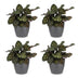 Green boutiQ - Calathea Makoyana - Pfauenpflanze - 4 Pflanzen - mit Potter Grijs - Topf 12cm - Höhe - 25cm Bild 2