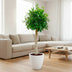 Ficus Nitida auf Stamm – 130 cm – Eleganter Blickfang für Ihr Zuhause Bild 3