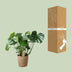 Monstera in basket - Swiss cheese plant Ø21cm, ↕60cm Bild 4