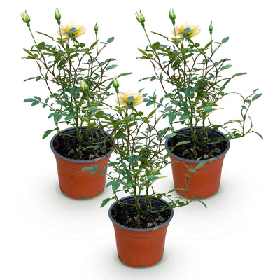 Rosa Tricolor Fairy Rose - Winterhart, Gelb-Rosa, 3 Pflanzen