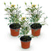 Rosa Tricolor Fairy Rose - Winterhart, Gelb-Rosa, 3 Pflanzen Bild 2