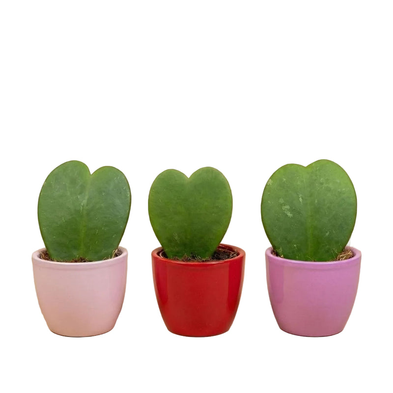 Hoya Kerrii Herzpflanzen-Set: 3 Mini-Töpfe mit Liebe