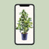 Clusia Rosea White Star - Ø24cm - ↕95cm Bild 5