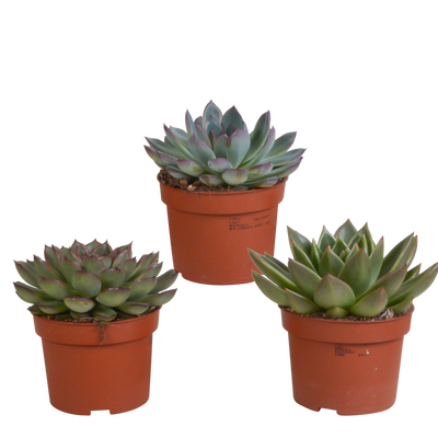 Echeveria Mix (10,5 cm) – 3x bunte Sukkulenten, ohne Topf
