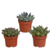 Echeveria Mix (10,5 cm) – 3x bunte Sukkulenten, ohne Topf Bild 1
