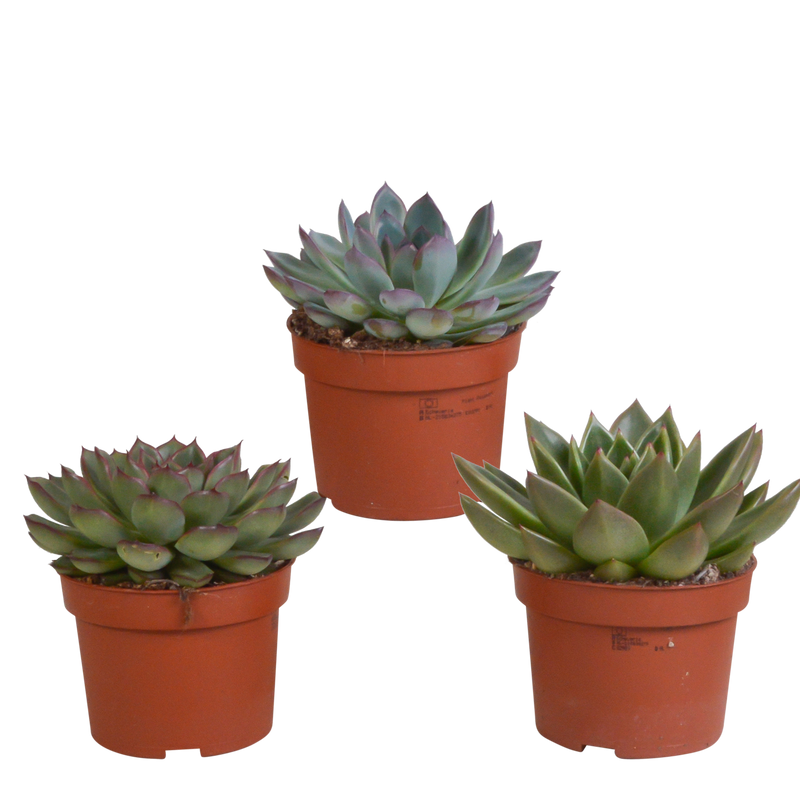 Echeveria Mix (10,5 cm) – 3x bunte Sukkulenten, ohne Topf