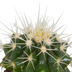 Cactus mix 5x (5.5cm pot) in white pot Bild 6