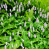 24x Persicaria bistorta Staude, 10-25cm, 9cm Topf Bild 7