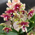 Kolibri Orchidee 'Grosetto' mit orangefarbenem Poppy-Übertopf Ø9cm Bild 4