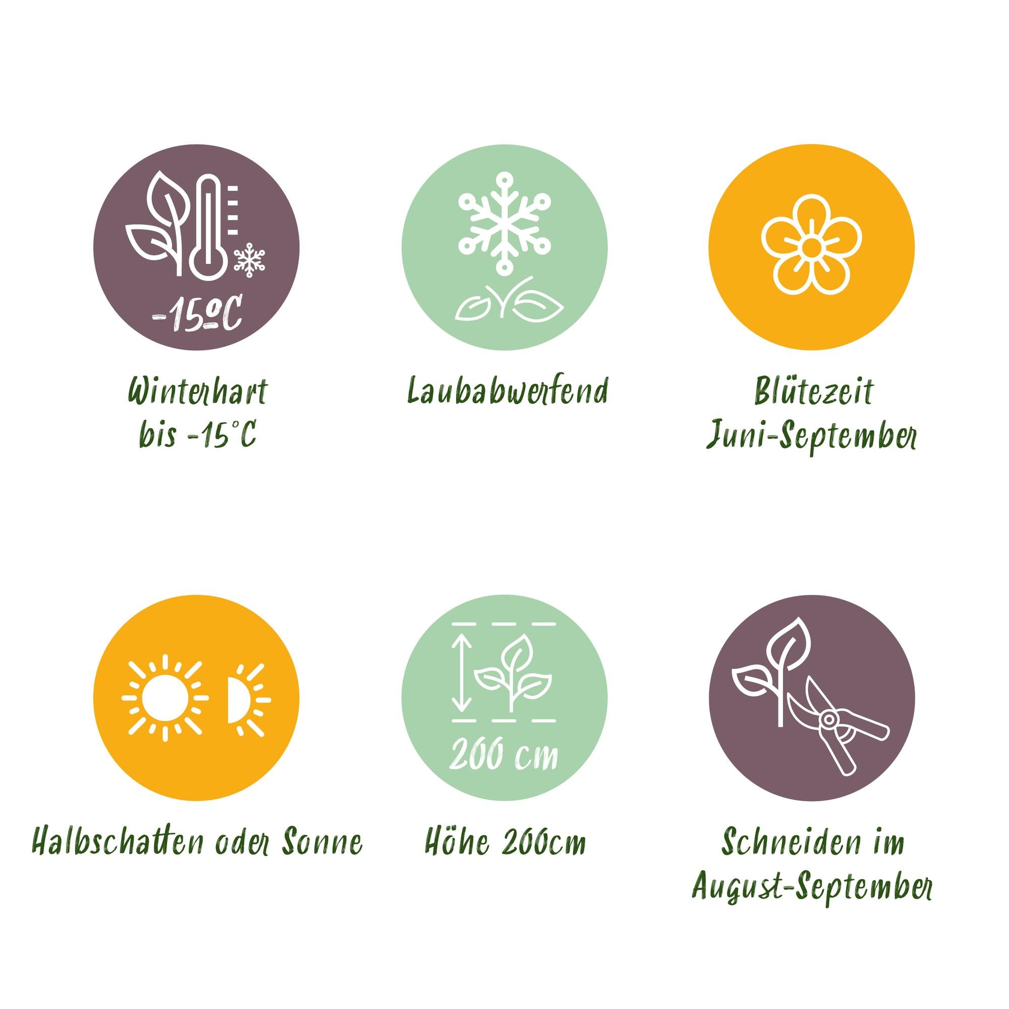 GreenboutiQ - Hortensie - Hydrangea macrophylla Rot - Blume Rot - 3 Pflanzen - 1 m2 - Laubabwerfend - Wenig Pflege - Topf 17cm Höhe 30cm