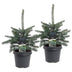 2x Picea pungens Glauca - Blaufichte - Blau - Weihnachtsbaum - Ø23cm - ↕60cm Bild 2