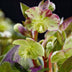 GreenboutiQ - Gartenpflanze - Lenzrose - Helleborus lividus Purple Marble - Lila Blüte - 2 Pflanzen - Immergrün - Topf 14cm Höhe 35cm Bild 3