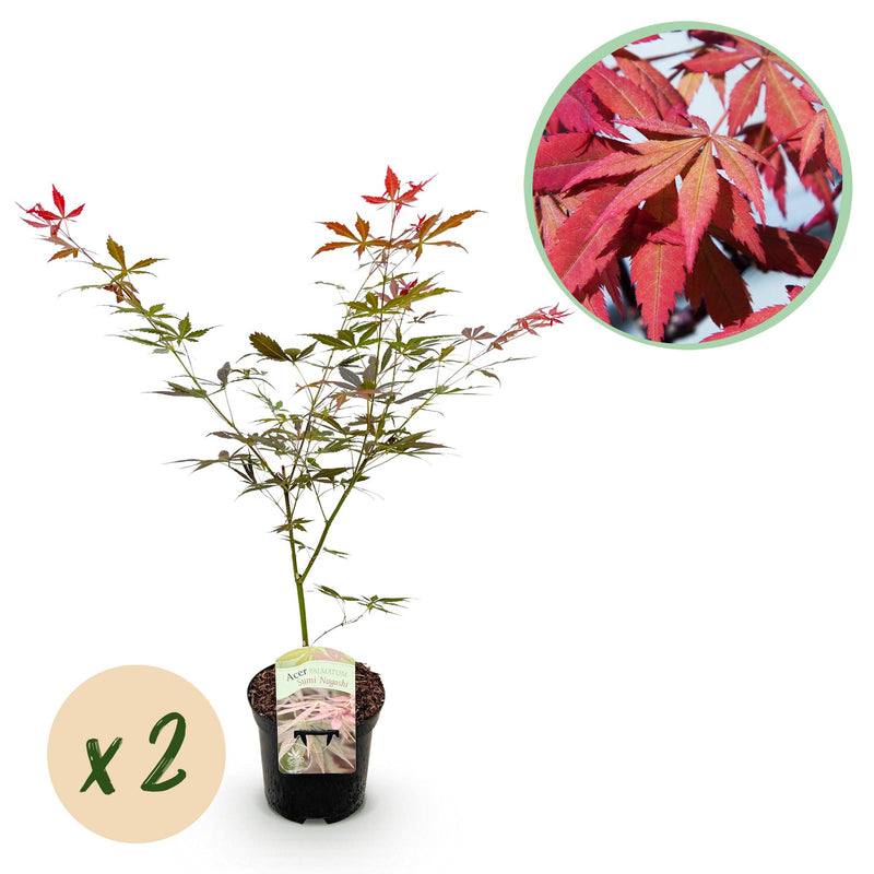 GreenboutiQ Japanischer Ahorn Sumi-nagashi, Rot, 2 Pflanzen, 70cm