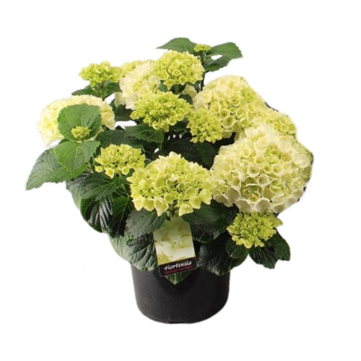 Hortensia Wit P23 - Ø23cm - ↕40cm - Atemberaubende Blüten