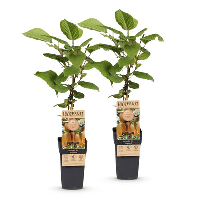 2 Kiwi Pflanzen (Actinidia deliciosa Hayward) weiblich, 50cm