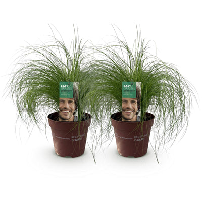 GreenboutiQ Ziergras 'Pony Tails' (2 Pflanzen, 50cm, Topf 17cm)