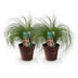 GreenboutiQ Ziergras 'Pony Tails' (2 Pflanzen, 50cm, Topf 17cm) Bild 2